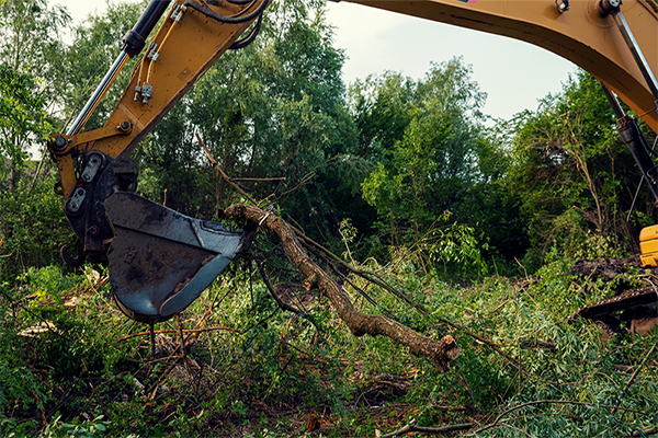 clearing trees