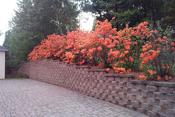 wall flowers